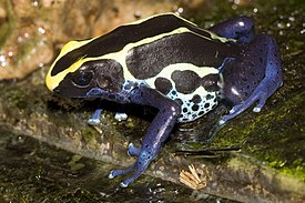 Värjärinuolimyrkkysammakko (Dendrobates tinctorius)