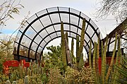 Cactus display