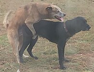 Dogs mating.jpg