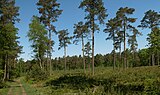 Eerbeek, Veluwe cerca la Imboschweg