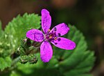 Miniatura para Erodium