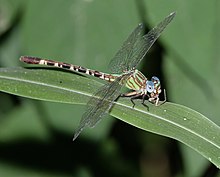 Erpetogomphus eutainia