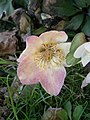 Helleborus niger fading