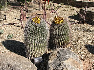 English: Fishhook Barrel cactus (Ferocactus wi...