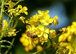 Une abeille qui butine une fleur de navet.