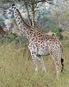 A giraffe in the Mikumi National Park, Tanzania