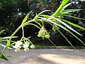 Asclepias physocarpa