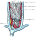 Miniatura para Vena subclavia