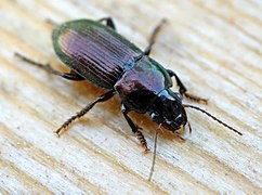 Harpalus tardus.