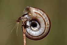 2019 Heideschnecke