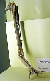 Left leg of H. gracilis Hesperornis gracilis.jpg