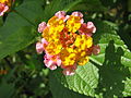 ein Wandelröschen in Hongkong (August 2008)