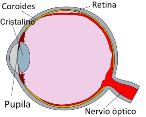 Cross section of a human eye, showing a detach...