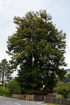 Linde (Tilia sp.) Felbinger