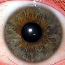 The iris is the greenish-yellow area surrounding the transparent pupil (showing as black). The white outer area is the sclera, the central transparent part of which is the cornea. Iris.eye.225px.jpg