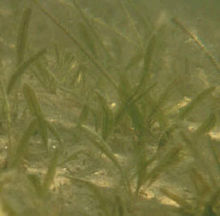 Closeup of a bed of Johnson's seagrass