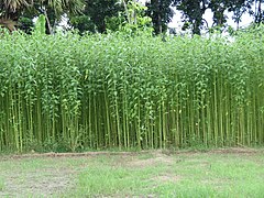 Champ de jute