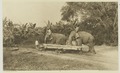 Elephants moving tree trunks, c. 1905