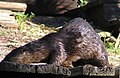 An otter on the Estero River.