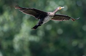 15. Platz: Cinder1280 mit Kormoran im LSG „Rheingebiet von Bingen bis Koblenz“. In dieser Gegend überwintern viele dieser Tiere, sind aber auch das ganze Jahr zu beobachten.