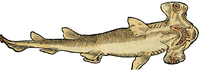 S. 45r: Sphyrna zygaena