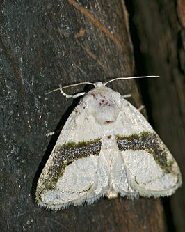 Afraltha chionostola