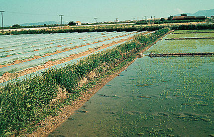 Cullera (comarca Riberas del Júcar - València), 3 de maig de 1981