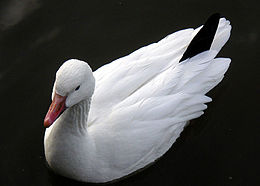 Lesser.snow.goose.white.arp.750pix.jpg