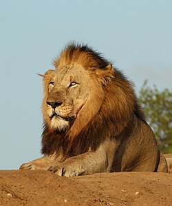 Lion in South Africa, by Charlesjsharp