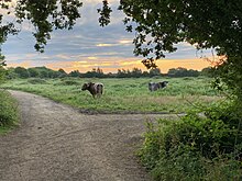 Two cows standing in a field next to a path.