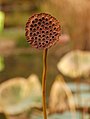 Sen 'Mrs. Perry D. Slocum'- Dried seed pod