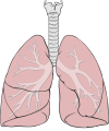 Bild på lungor