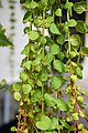 Lysimachia nummularia 'Aurea'