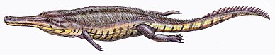 Machimosaurus buffetDB11 (cropped).jpg