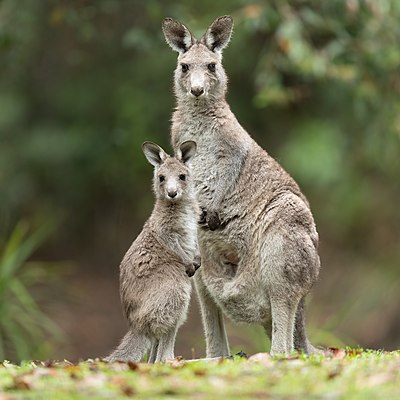 Ibu dan bayi kanguru abu-abu timur di Brunkerville, New South Wales, Australia. Kanguru abu-abu timur adalah spesies kanguru terbesar di dunia yang masih hidup setelah kanguru merah, dengan berat tubuh 17–66 kilogram dan tinggi sekitar 2 meter.