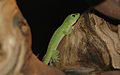 Madegasischer Taggecko (Phelsuma madagascariensis grandis)