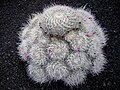 Mammillaria geminispina ssp. leucocentra