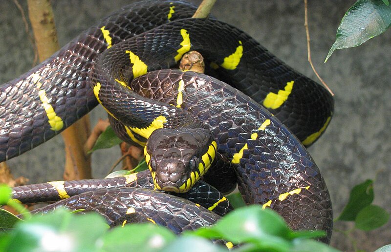 Berkas:Mangrovennachtbaumnatter (Boiga dendrophila).JPG