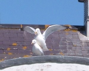 Seagulls mating