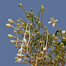 Millingtonia hortensis (Akash Neem) in Hyderabad, AP W2 IMG 1482.jpg