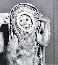 Sam, a rhesus macaque, flew to an altitude of 88 km (55 mi) on December 4, 1959, on a NASA rocket, Little Joe 2 Monkey Sam Before The Flight On Little Joe 2.jpg