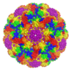 Murine polyomavirus capsid structure