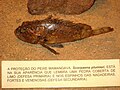 Музей історії натуралістики Кампіньяс, Кампіньяс Бразилія
