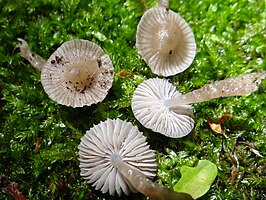 Kleefsnedemycena