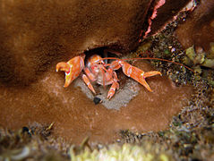 Neaxius acanthus (Strahlaxiidae).