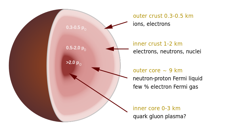 800px-Neutron_star_cross_section.svg.png