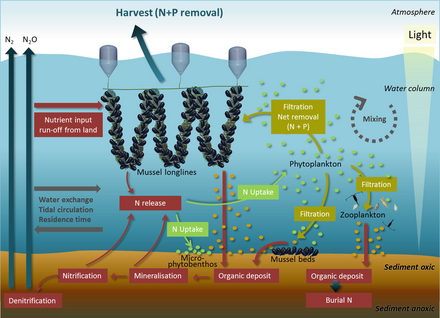 Nutrient extraction services provided by bivalves.png