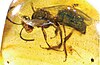 Holotype specimen of Oligochlora semirugosa preserved in amber.