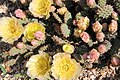 Opuntia fragilis