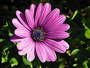 Purple Osteospermum flower